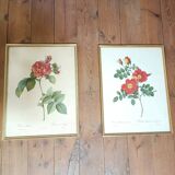 Lithograph PJ Redoute old pink