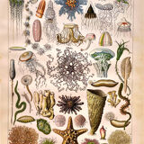 Lithographie Planche Océanographie 1897