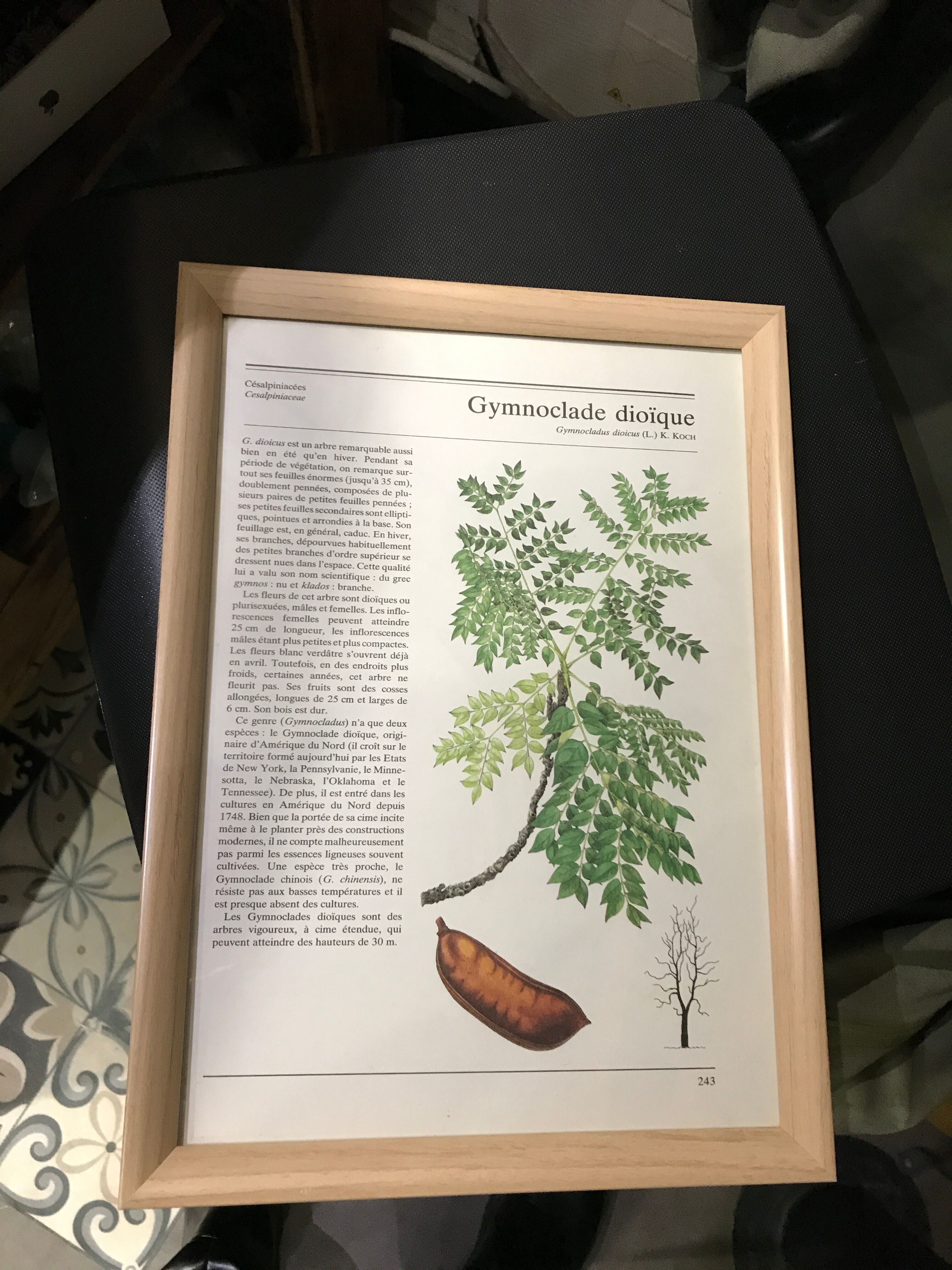 Vintage framed botanical illustration Gymnoclade