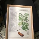 Vintage framed botanical illustration Gymnoclade
