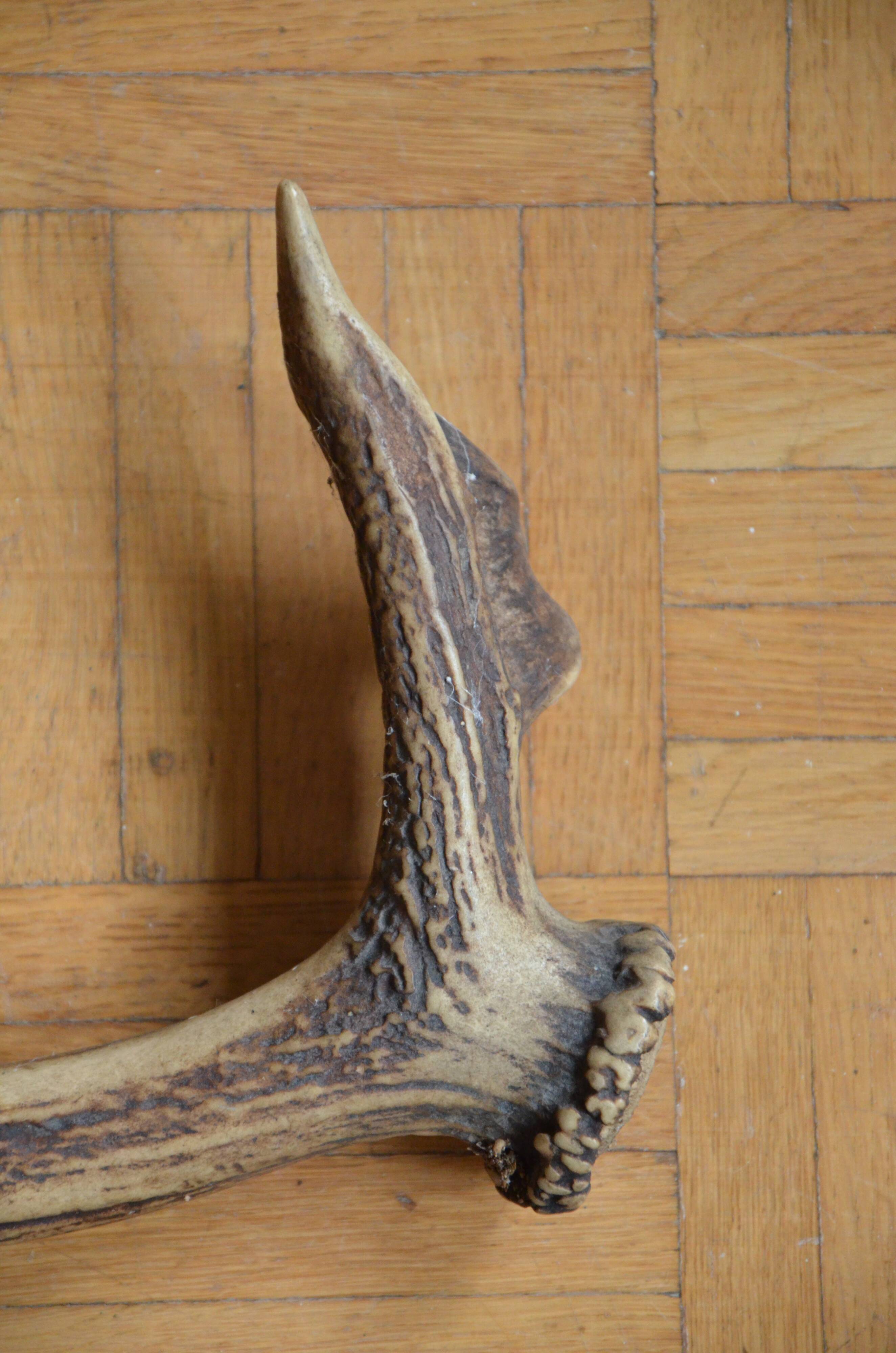 Deer antler
