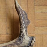 Deer antler