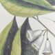 Old bird engraving - Chickadee - Zoological plate by Seligmann & Catesby. 1973