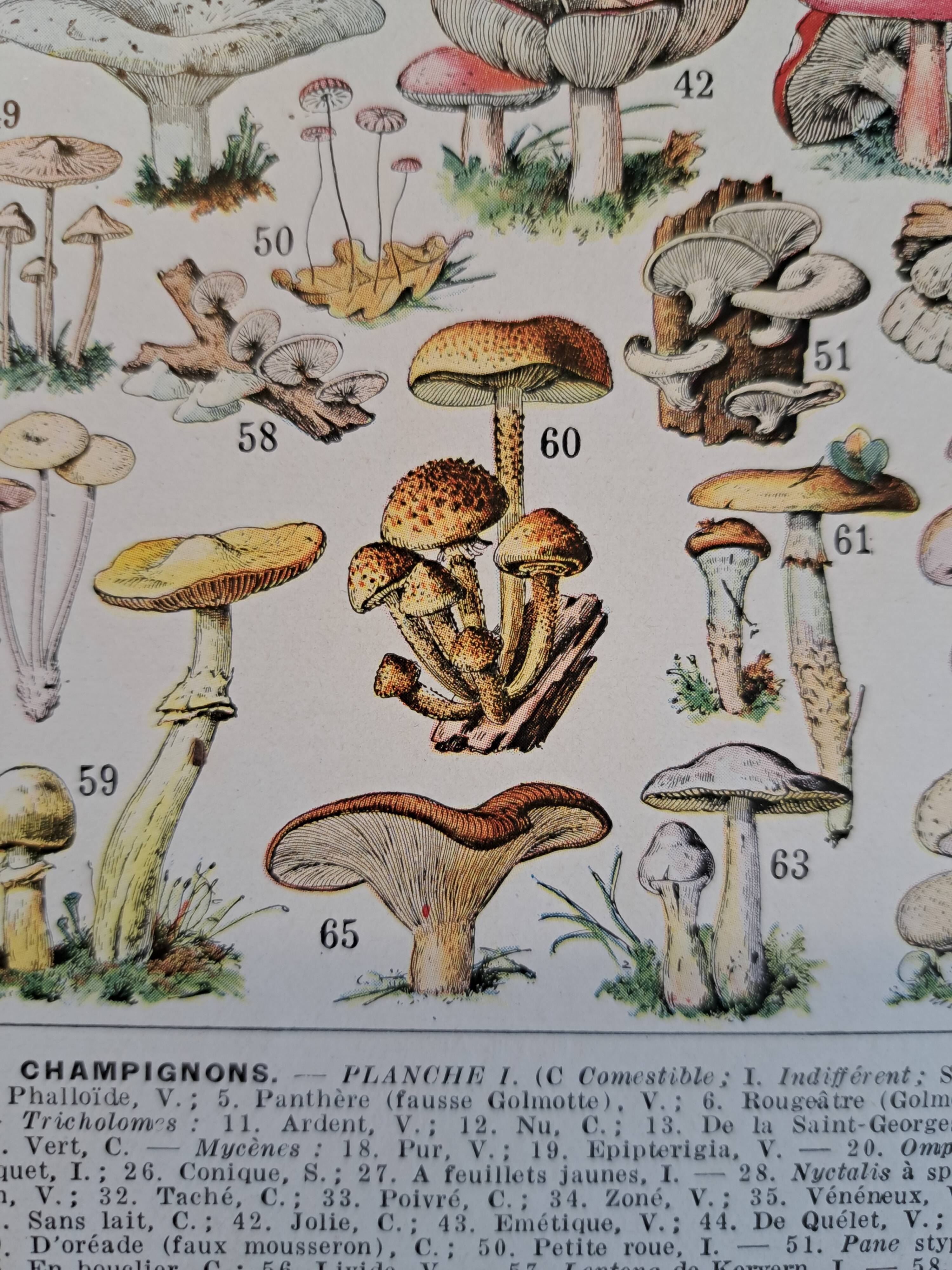Ancienne planche botanique champignons, 1930