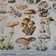 Ancienne planche botanique champignons, 1930