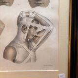 Gravure Plastic Surgery Rhinoplasty NICOLAS Jacob Bourgery Anatomy