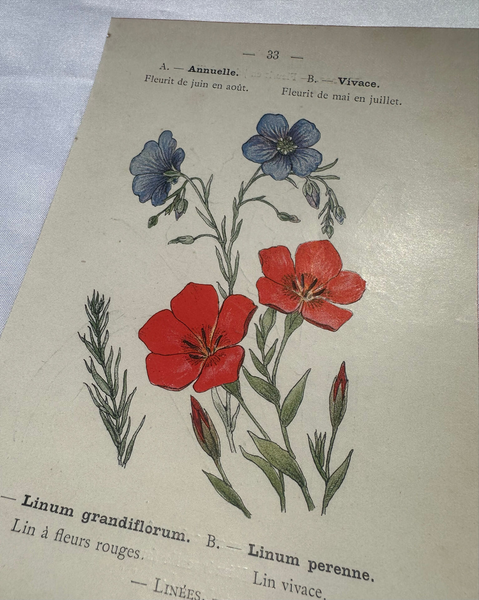 Planche botanique, gravure naturaliste, 19ème