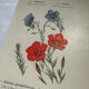 Planche botanique, gravure naturaliste, 19ème