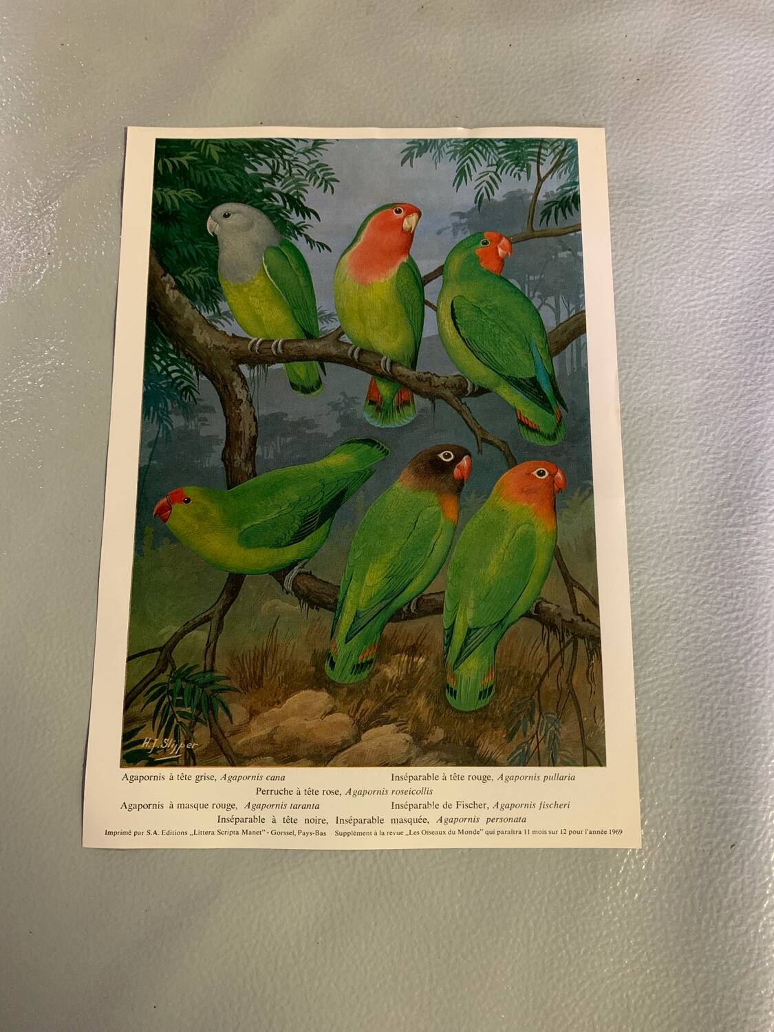 Poster "The Birds of the World" - 1969