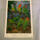 Poster "The Birds of the World" - 1969