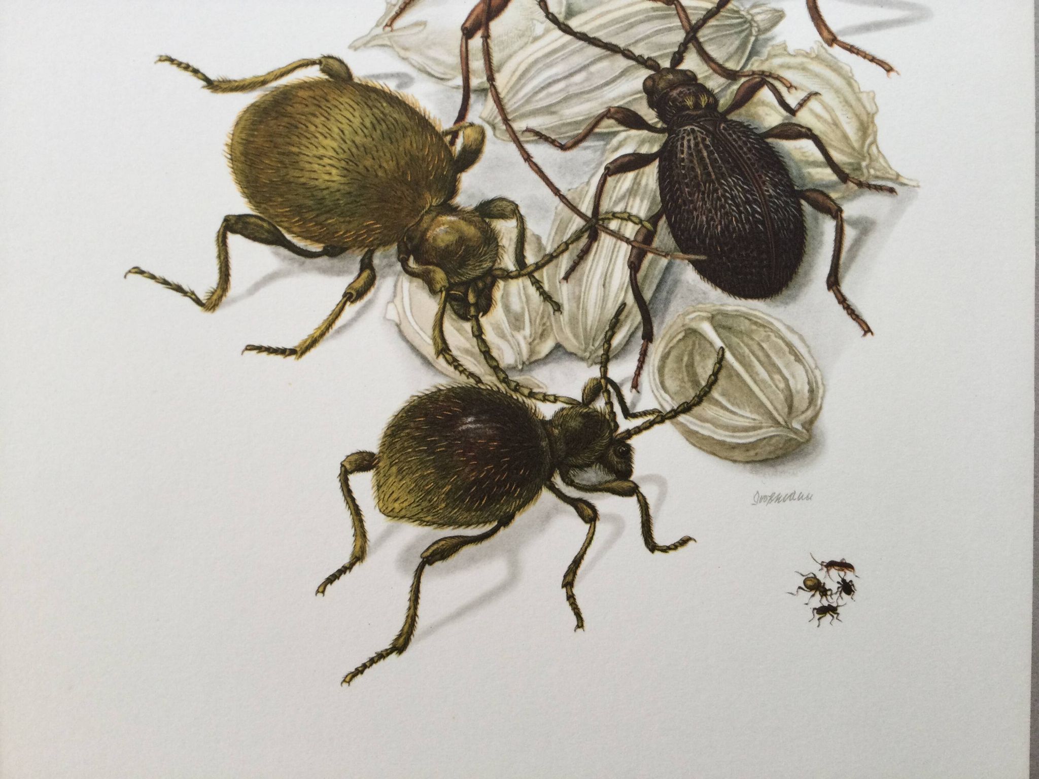 Antique illustration of insects, original plate, 1960s