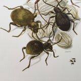 Antique illustration of insects, original plate, 1960s