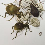 Antique illustration of insects, original plate, 1960s