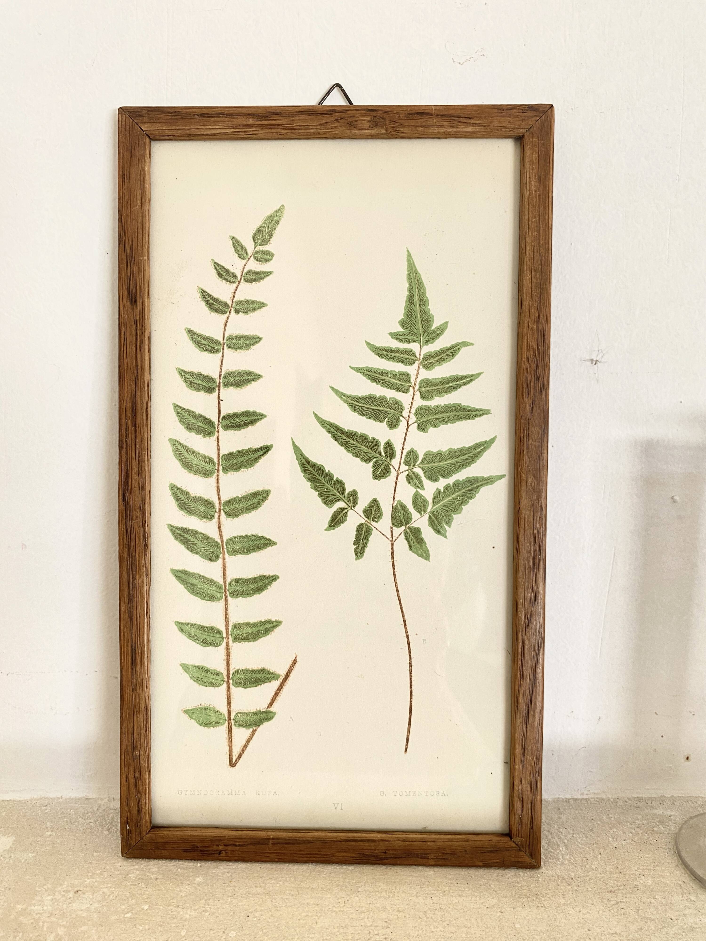Planche botanique 1900, ed anglaise, mise sous verre