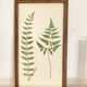 Planche botanique 1900, ed anglaise, mise sous verre