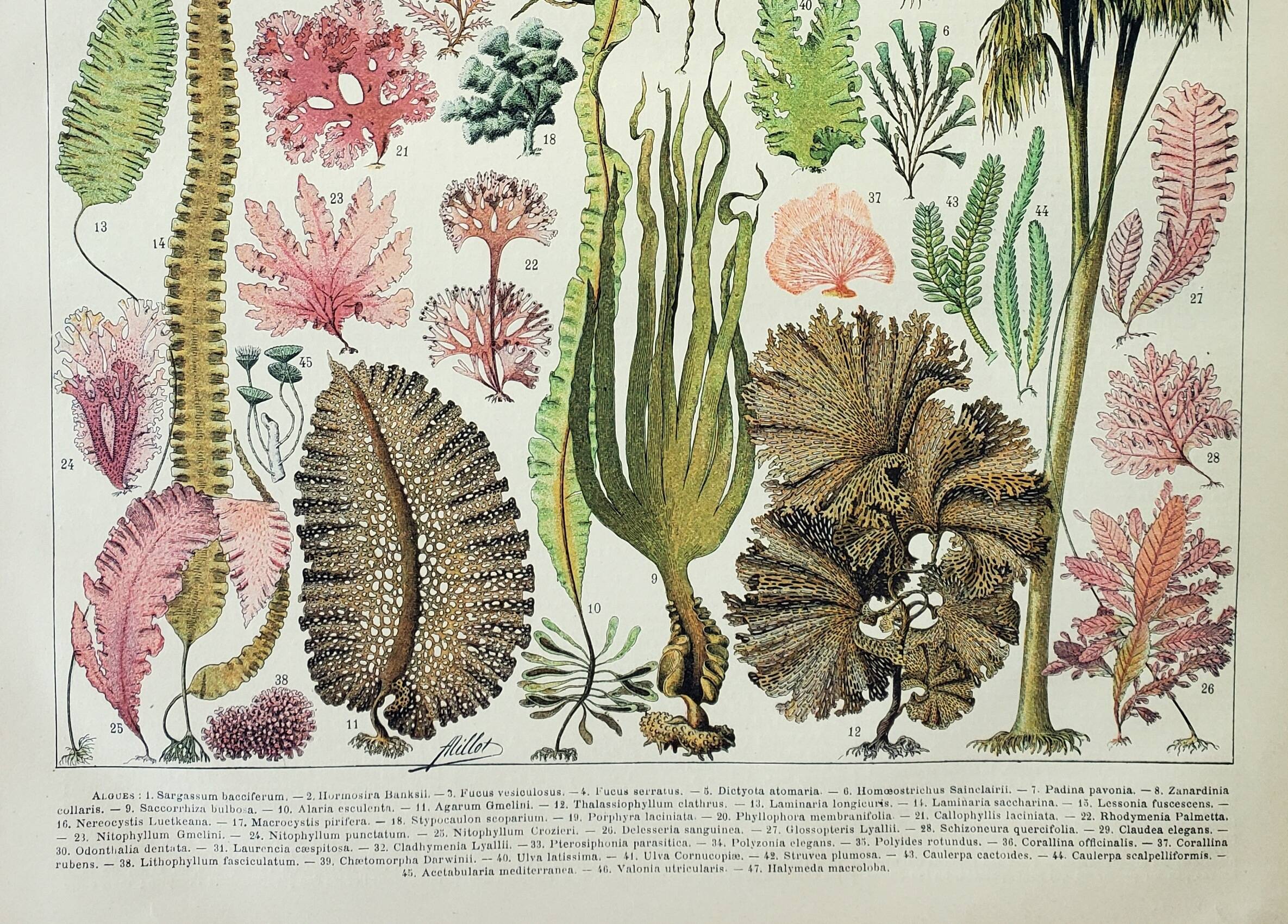 Antique engraving 1898, Algae, marine plant, flora • Lithograph, original illustration