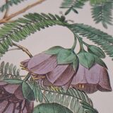 Spaendoncea tamarandifolia