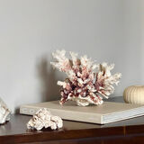 Natural branching coral.