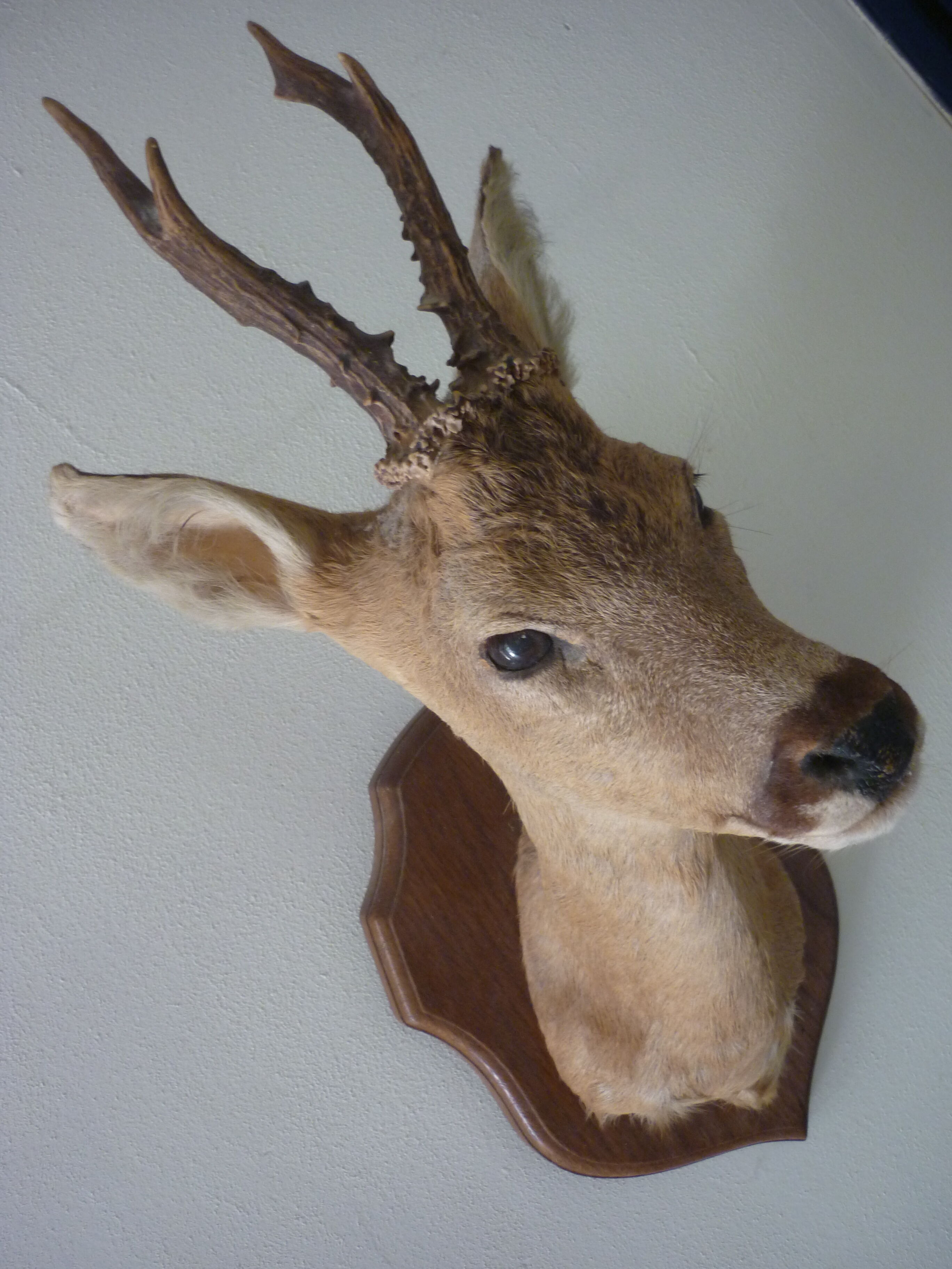 Trophee hunts deer head
