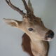 Trophee hunts deer head
