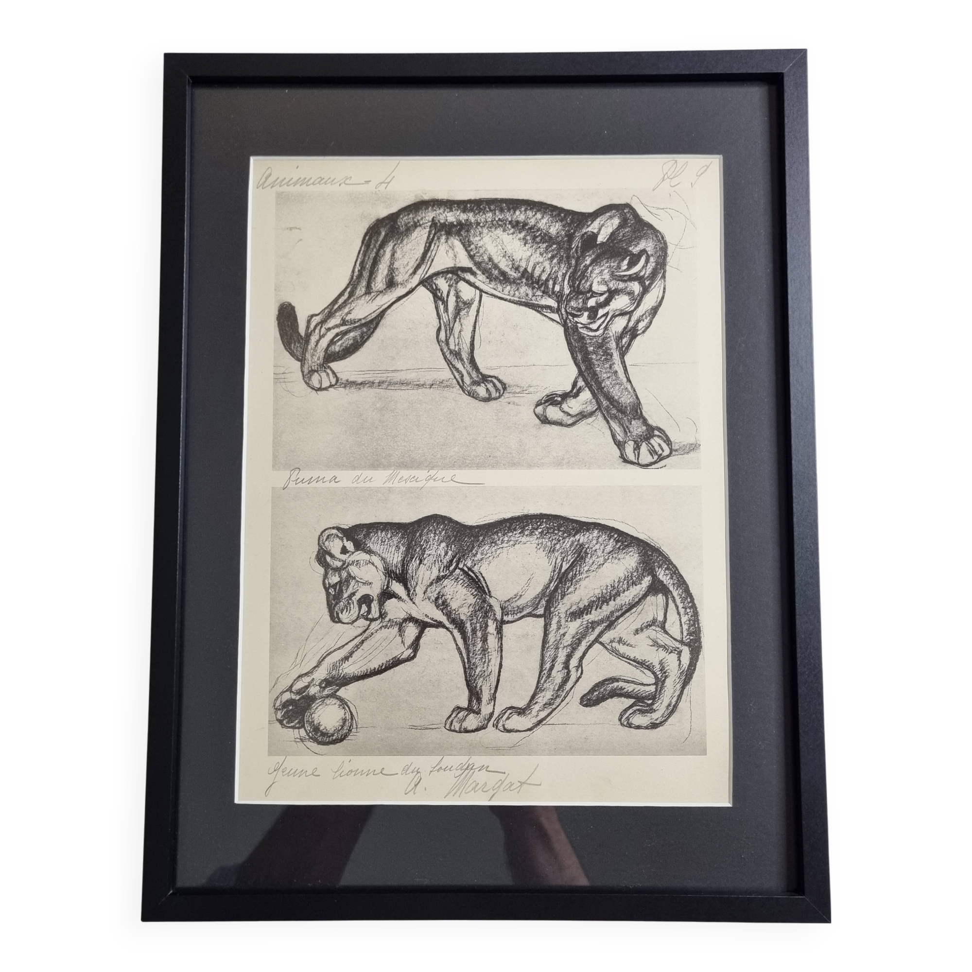 Illustrated plate – Studies of felines – André Margat – 1930 – 40 x 30 cm