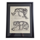 Illustrated plate – Studies of felines – André Margat – 1930 – 40 x 30 cm