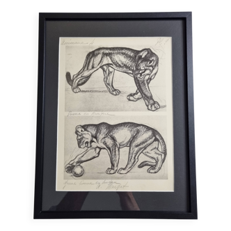 Illustrated plate – Studies of felines – André Margat – 1930 – 40 x 30 cm