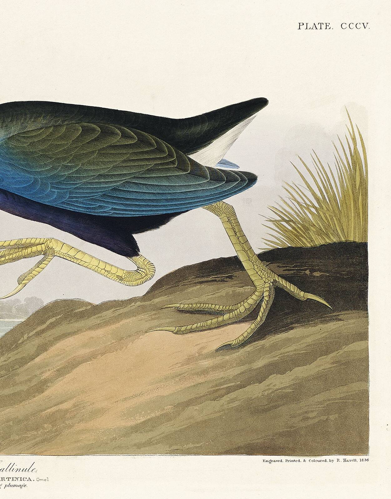 Poster about the Sultana Talève, based on an old engraving from 1827.