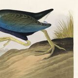 Poster about the Sultana Talève, based on an old engraving from 1827.