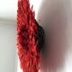 Jujuhat rouge 50 cm