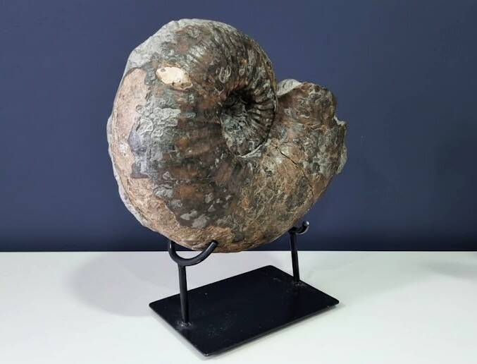 giant ammonite