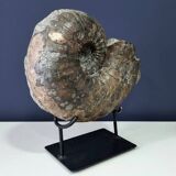 giant ammonite