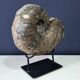 giant ammonite