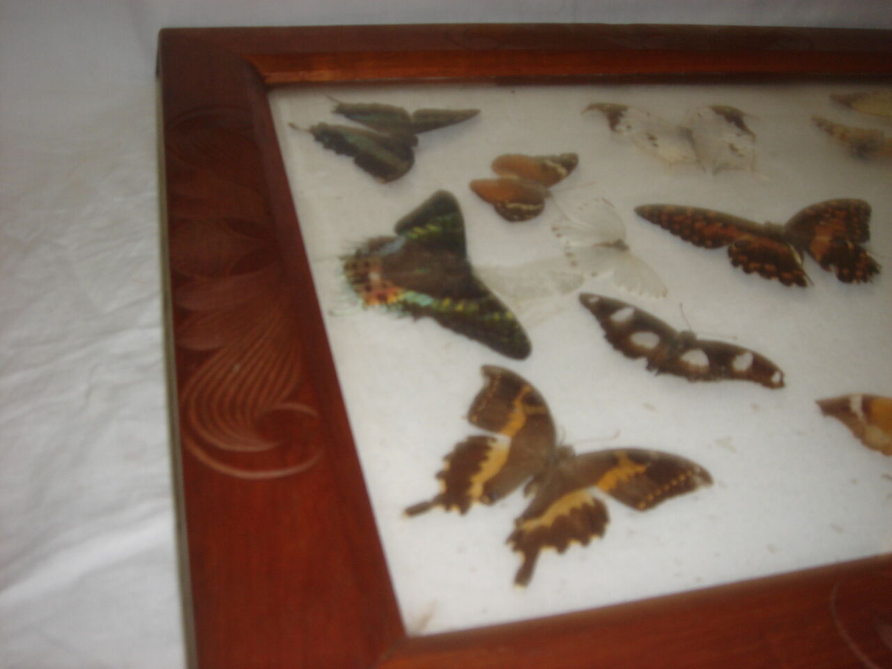 Naturalized Butterflies of Madagascar, 1960