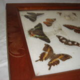 Naturalized Butterflies of Madagascar, 1960