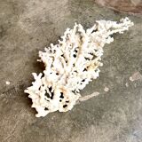 White coral