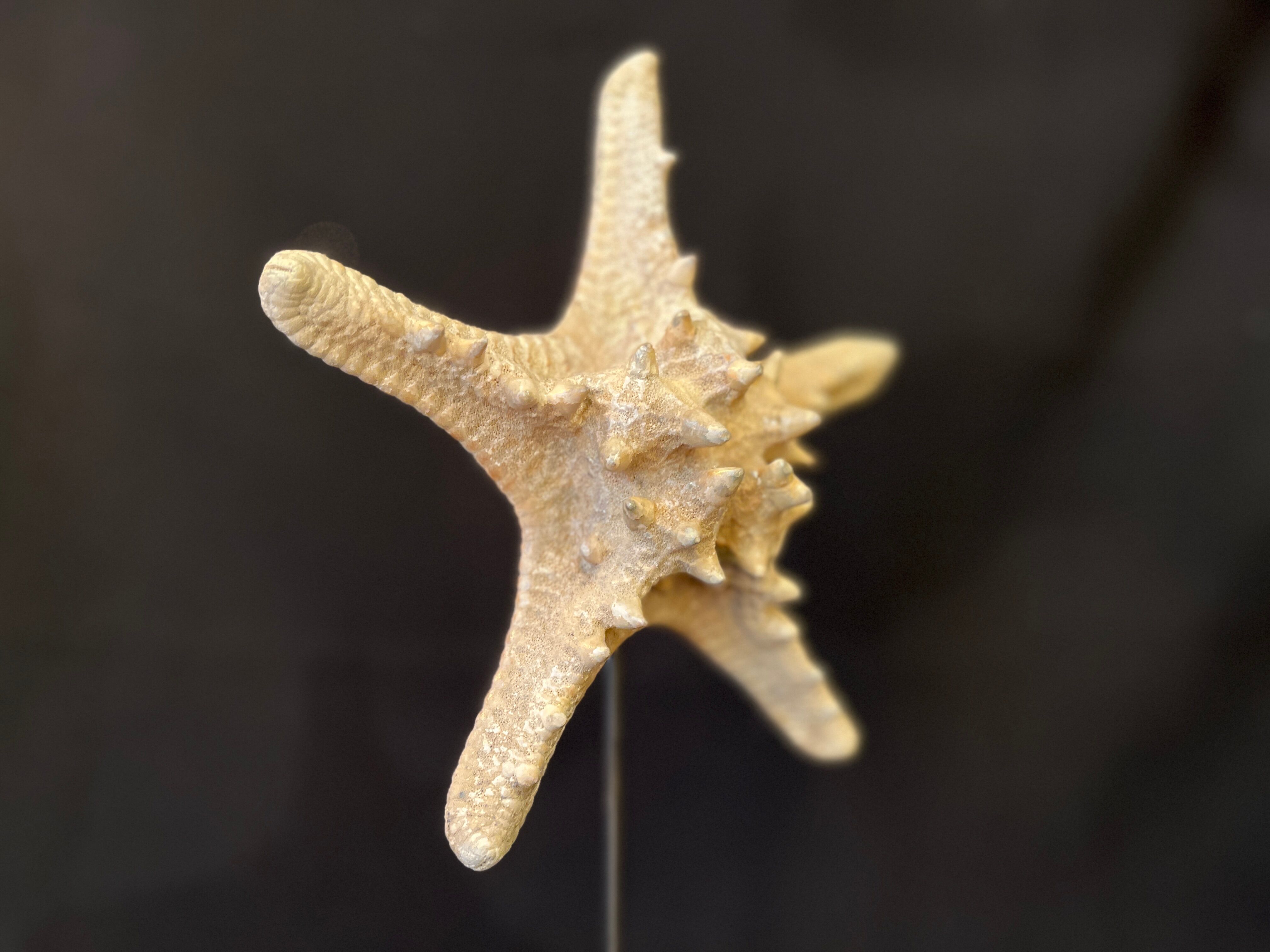 Natural starfish on marble base old cabinet of curiosities vintage shell