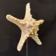 Natural starfish on marble base old cabinet of curiosities vintage shell