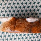 Terrine Caugant