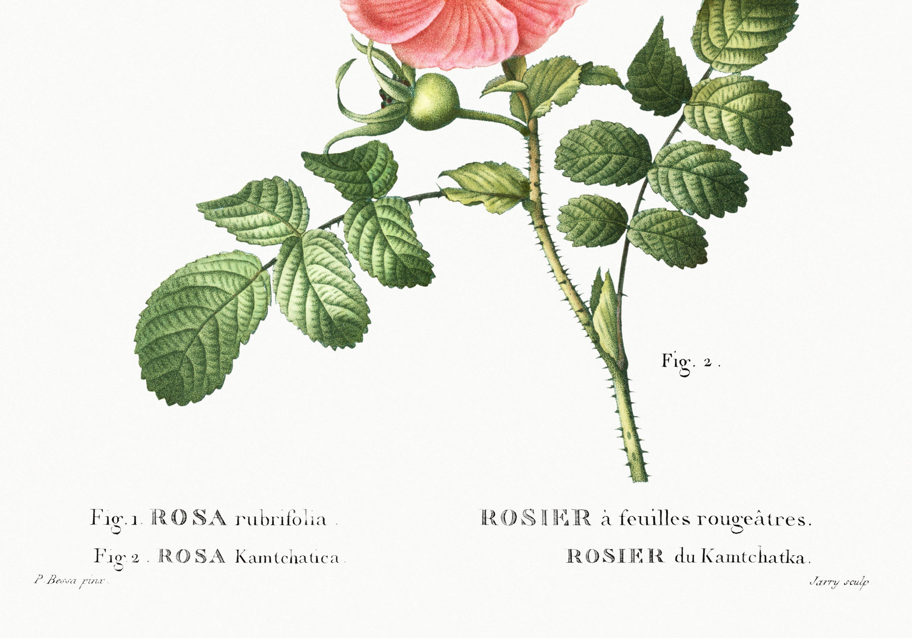 Poster about the Rosebush, based on an old engraving from 1802