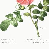 Poster about the Rosebush, based on an old engraving from 1802