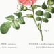 Poster about the Rosebush, based on an old engraving from 1802