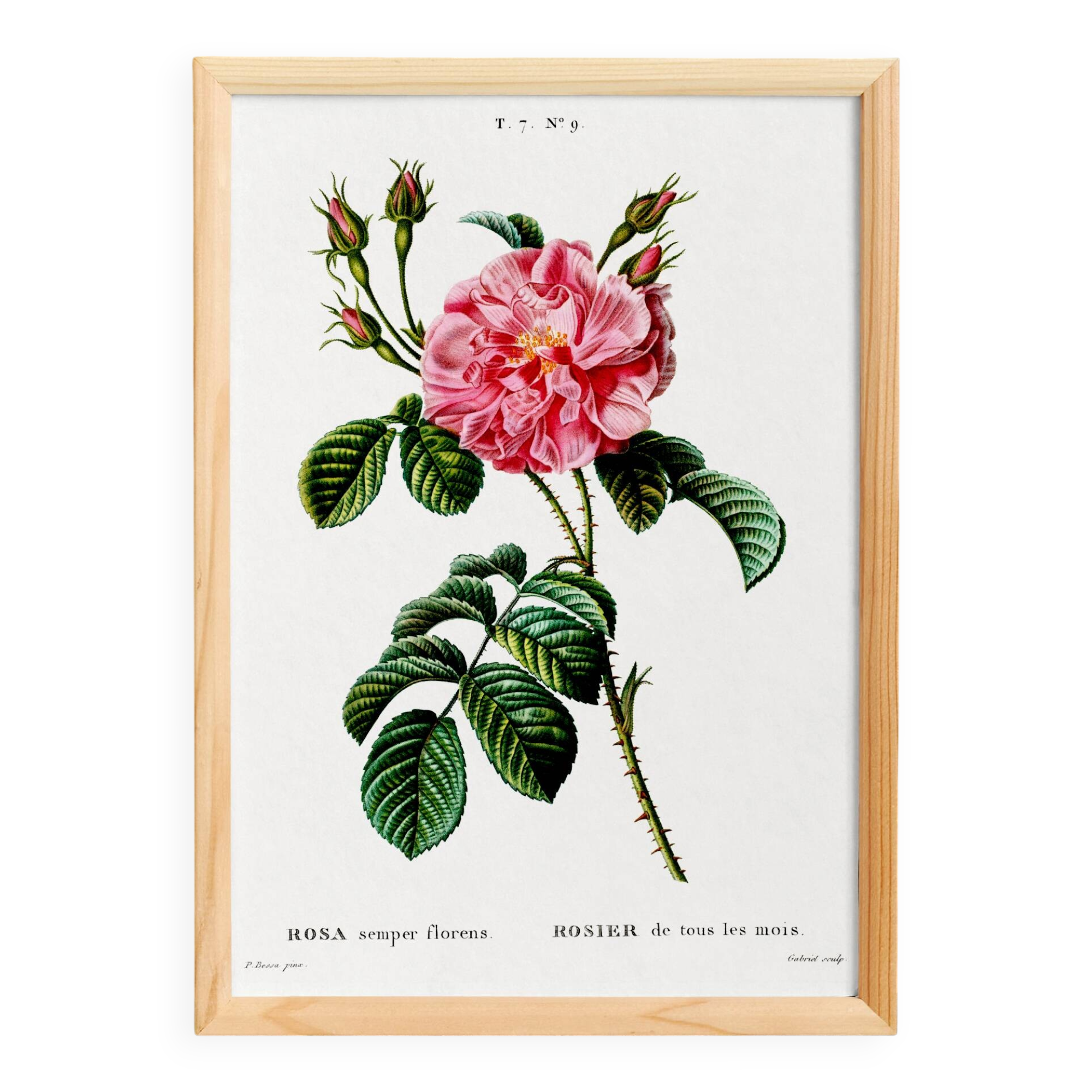 Botanical poster about a rosebush, after an old engraving from 1802