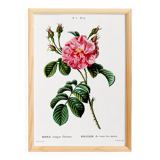 Botanical poster about a rosebush, after an old engraving from 1802