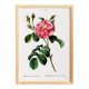 Botanical poster about a rosebush, after an old engraving from 1802
