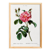 Botanical poster about a rosebush, after an old engraving from 1802