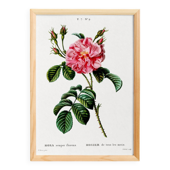 Botanical poster about a rosebush, after an old engraving from 1802