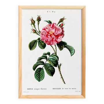 Botanical poster about a rosebush, after an old engraving from 1802