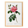 Botanical poster about a rosebush, after an old engraving from 1802