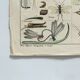 Vintage botanical illustration of mushroom by E. Hochdanz, Stuttgart, Germany.